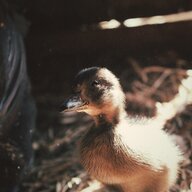 Duckstruck