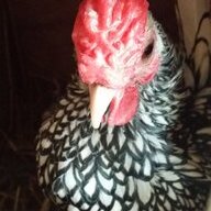 TheChickenShow