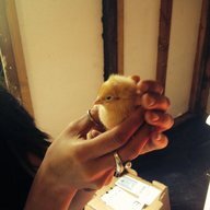 Mitchell Farm22