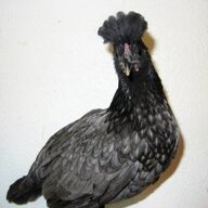 Cherosc