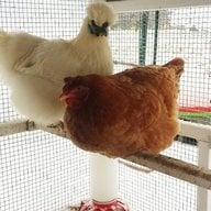 chickachickayea
