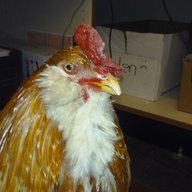 FreshFarmEggs