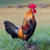 ChickenTammy