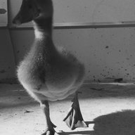 FeathersAndFur6