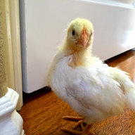 CarlsbadChicks