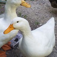 Duck Doing A Weird Panting Thing Backyard Chickens Learn How To Raise Chickens