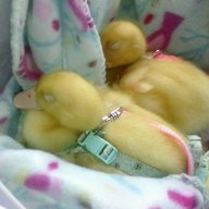 Quackanory