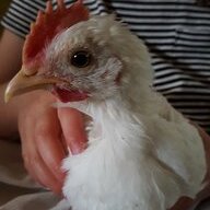 Twerpy Chirpy