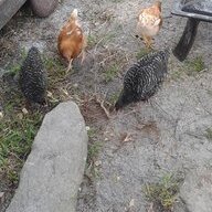 SeanikkiFarm