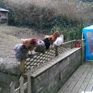 Hanwell Hens