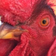 chickenchichi