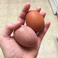 EMChicken