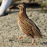 New Quail Owner