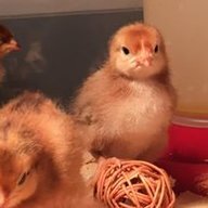redchicksrock
