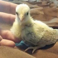 OwnedByChickens
