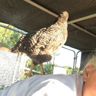 rgvchick