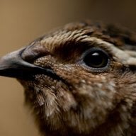 Coturnix Quail