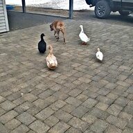 ducksanddog