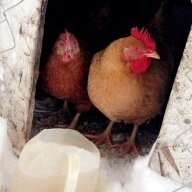 ChickenMomma19