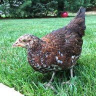 LessardFlock