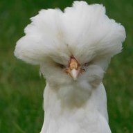 chickenchris98