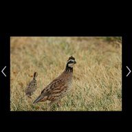 Williams Quail