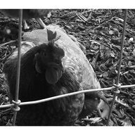 Melinda Hen