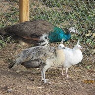 pittmanbirds