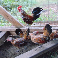 L-woodschickens