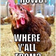 Rooster Steve