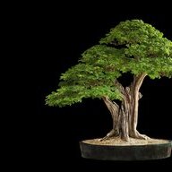 LittleTreeGuy