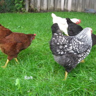poultrymaster