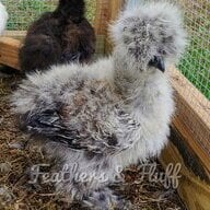Silkie/Frizzle Satin/Showgirl Hatch Eggs NPIP USPS Priority Special Handling 12 
