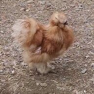 silkie Me Me
