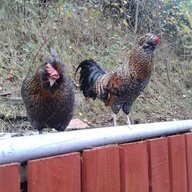 welshbird