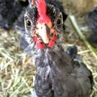 kbrchick