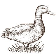 THE BIRD MAN96