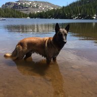 bmalinois