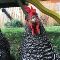 Goldenchik