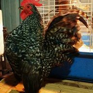 JailBirdBantams