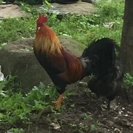 swampchicken 15
