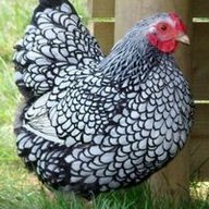 birdy1