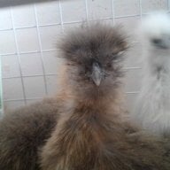 FirstTimeClucky