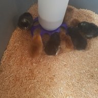 homestedmommy