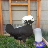 henplusrooster