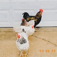 Barkerbunch4