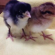 CoosaChick
