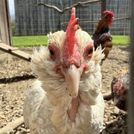 ChickenCowboy02