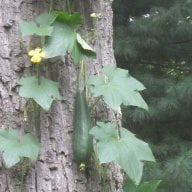 Luffa