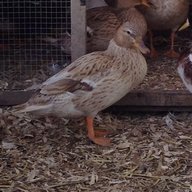 griffducksgeese